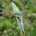 Larval signs on Lonicera periclymenum • South Devon • © Phil Barden