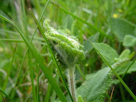 Sparganothis pilleriana