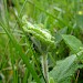Larval signs on Teucrium scorodonia • South Devon • © Phil Barden