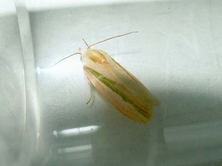 Earias vittella