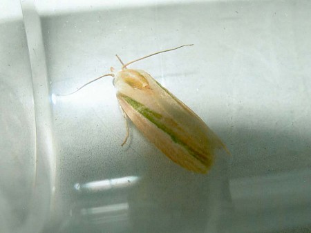 Earias vittella