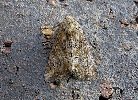 Cloaked Minor Mesoligia furuncula