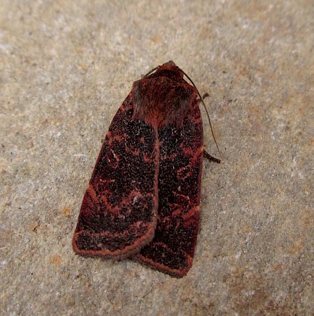 Lesser Yellow Underwing Noctua comes