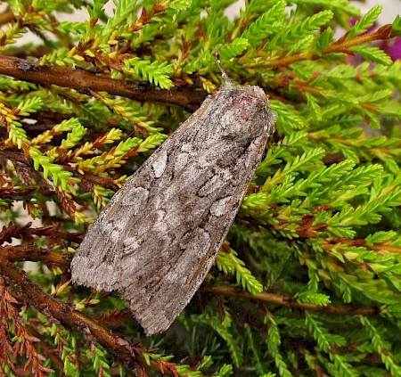 Great Brocade Eurois occulta