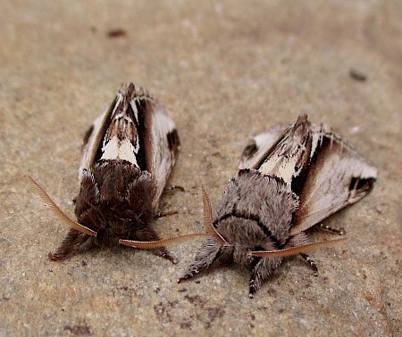 Lesser Swallow Prominent Pheosia gnoma