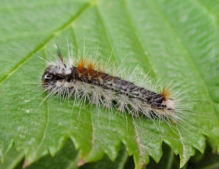 Nut-tree Tussock Colocasia coryli