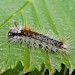 Early instar larva • East Ross, Scotland • © Nigel Richards