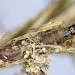 Larva on Hypnum lacunosum • Icklingham, Suffolk • © Bob Heckford
