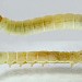 Larva (ex. ova) • Chorlton, Gtr. Manchester • © Ben Smart