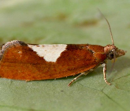 Female, reared from larva • Rochdale, Gtr. Manchester • © Ben Smart