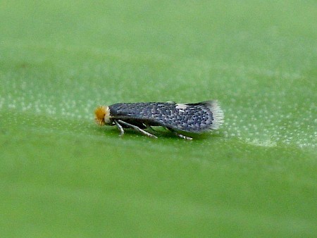 Stigmella catharticella