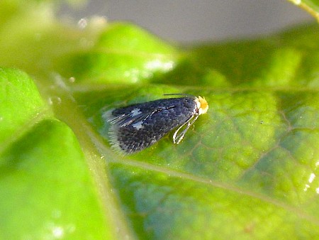 Stigmella catharticella