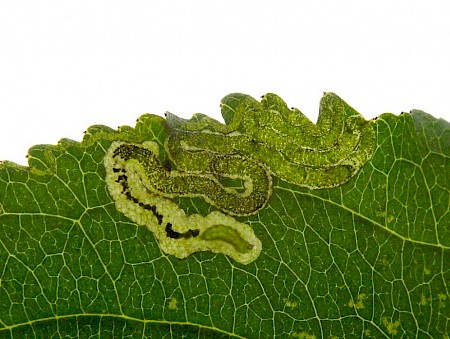 Stigmella catharticella