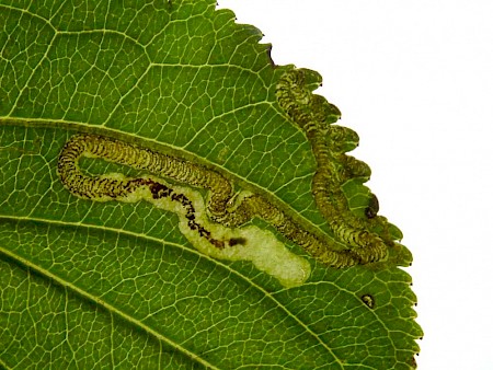 Stigmella catharticella