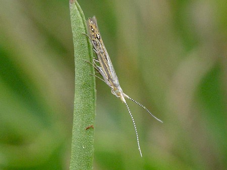 Coleophora limoniella