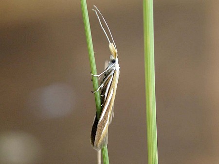 Coleophora vibicella