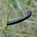 Larval case on Genista tinctoria • Isle of Wight • © Phil Barden