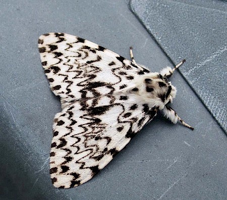 Black Arches Lymantria monacha