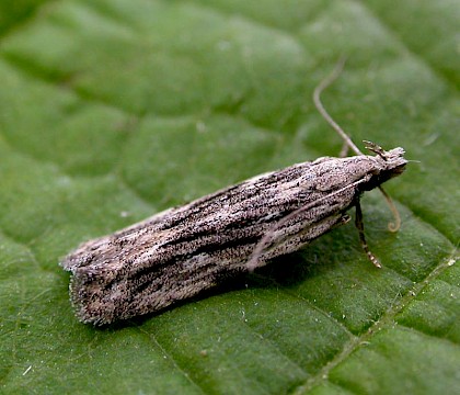 Adult • Upper Caldecote, Bedfordshire • © Matt Burgess