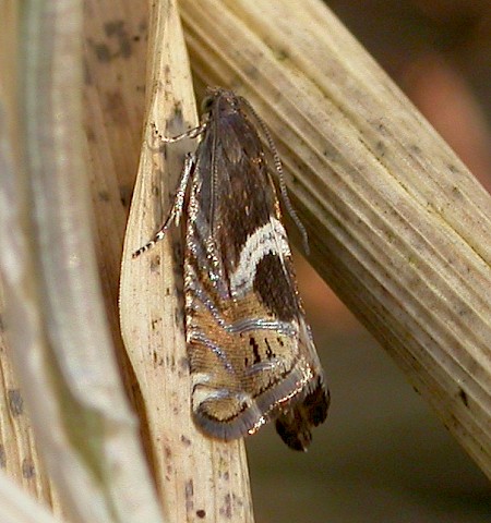 Grapholita jungiella