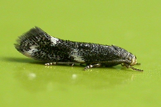 Elachista cinereopunctella