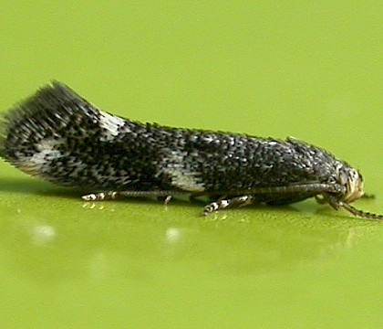 Adult, reared from larva • Gait Barrows, Lancashire • © Ben Smart