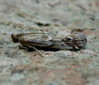 Adult male • South Devon • © Phil Barden