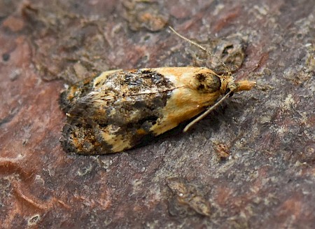 Phtheochroa schreibersiana