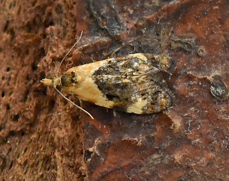 Phtheochroa schreibersiana