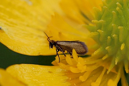 Micropterix aruncella