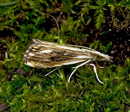 Adult • Kilminorth Woods, East Cornwal • © Phil Boggis