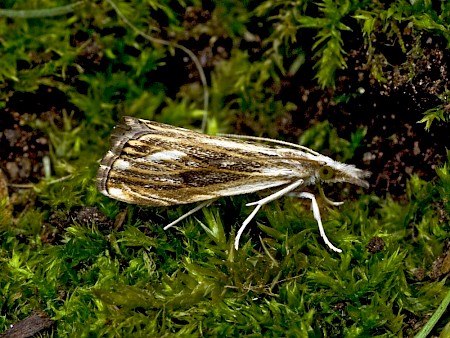 Catoptria verellus