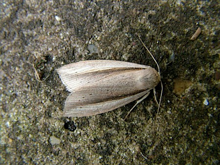 Flame Wainscot Senta flammea