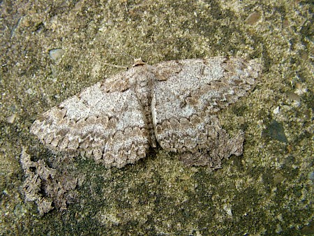 Pale Oak Beauty Hypomecis punctinalis