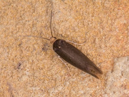 Dark Ash Bud Moth Prays ruficeps