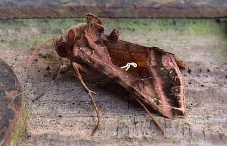 Plain Golden Y Autographa jota