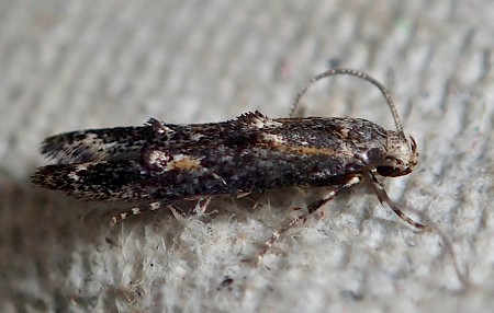 Apple Pith Moth Blastodacna atra