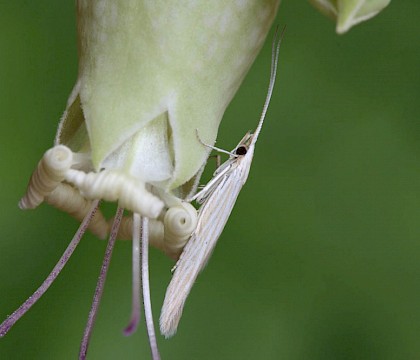 Adult • Weeting, Norfolk. Reared from larva • © Ian Barton