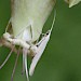 Adult • Weeting, Norfolk. Reared from larva • © Ian Barton