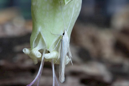 Coleophora nutantella