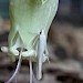 Adult • Weeting, Norfolk. Reared from Larva • © Ian Barton