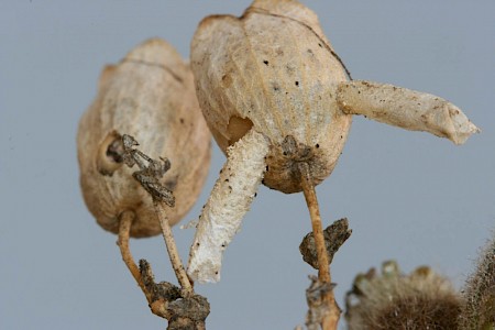 Coleophora nutantella