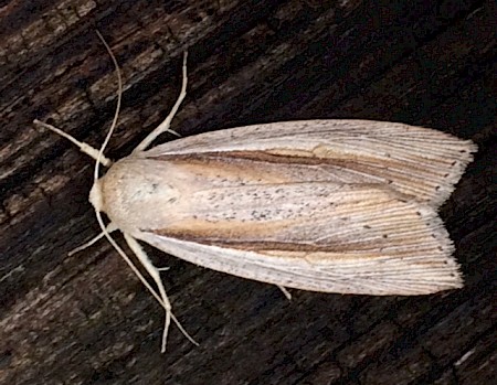 Flame Wainscot Senta flammea