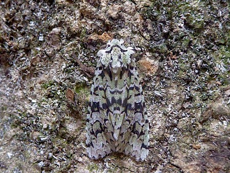 Merveille du Jour Griposia aprilina