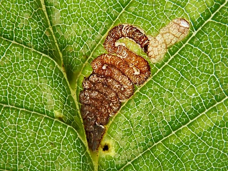 Stigmella viscerella