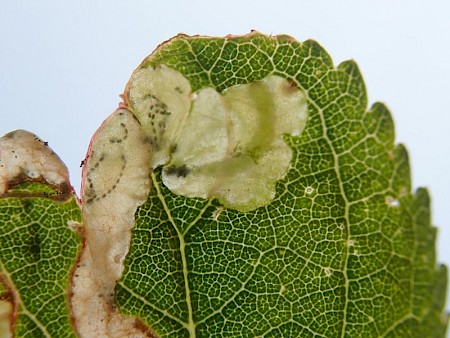 Lyonetia prunifoliella