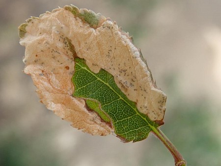 Lyonetia prunifoliella