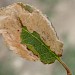 Mine on Prunus spinosa • Isle of Wight, Hampshire • © Phil Barden