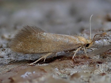 Crassa tinctella