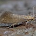 Adult (gen. det) • Wye Valley, Monmouthshire • © Phil Barden